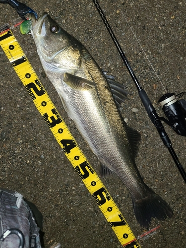 シーバスの釣果