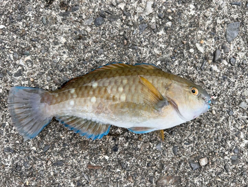 アオブダイの釣果