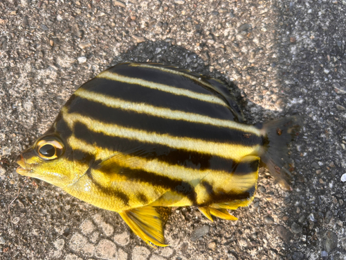 カゴカキダイの釣果