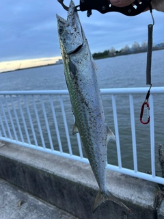 サゴシの釣果