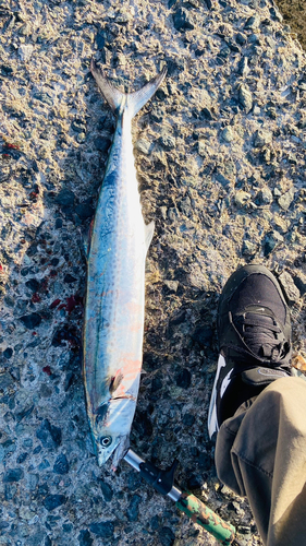 サゴシの釣果