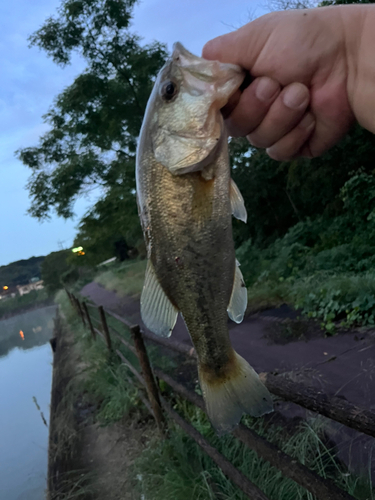 ラージマウスバスの釣果