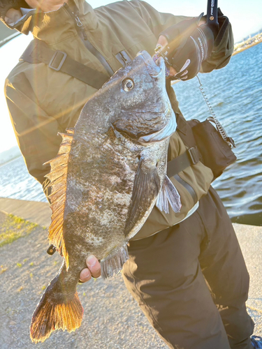 チヌの釣果