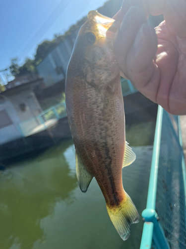 ラージマウスバスの釣果