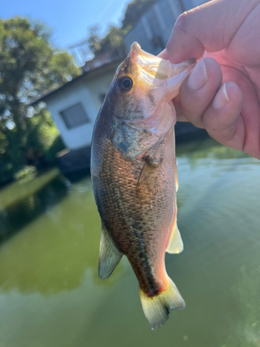 ラージマウスバスの釣果