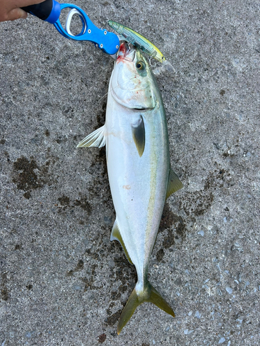 イナダの釣果