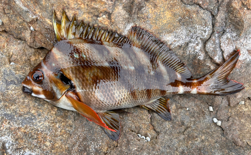 タカノハダイの釣果