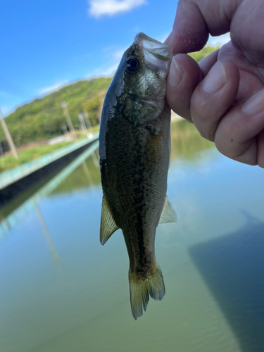 ラージマウスバスの釣果