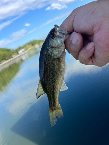 ラージマウスバスの釣果