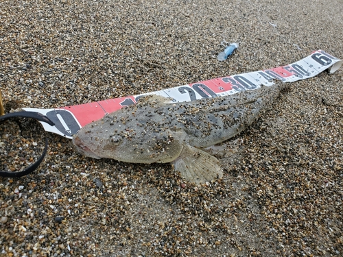 マゴチの釣果