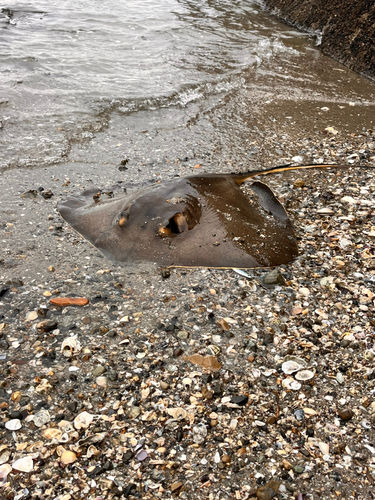 エイの釣果