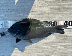 クチブトグレの釣果