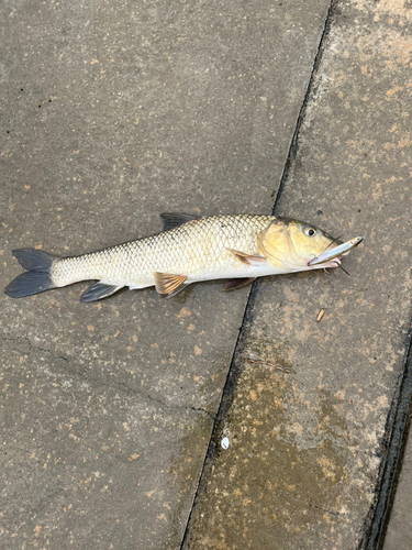 ニゴイの釣果