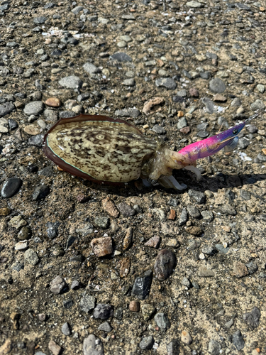 大野お台場公園前