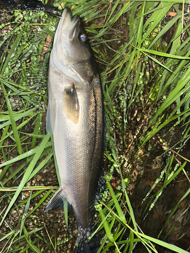 スズキの釣果