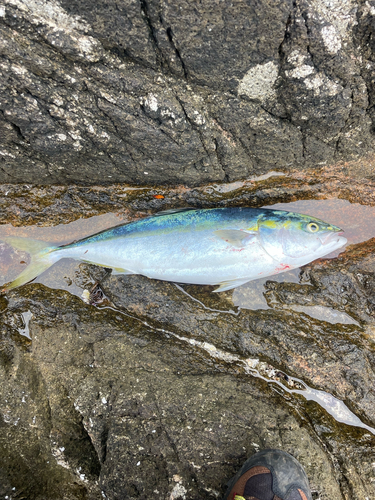 イナダの釣果