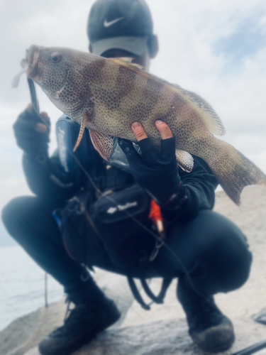 オオモンハタの釣果