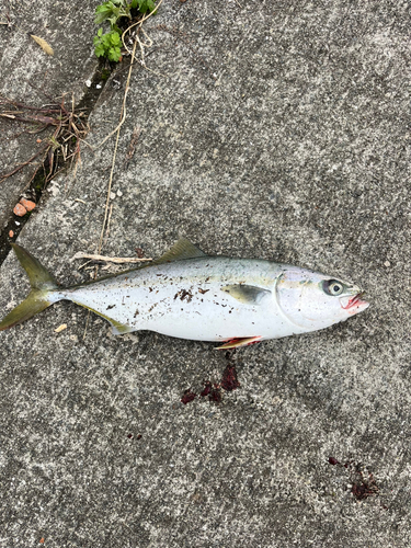 イナダの釣果