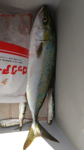 イナダの釣果