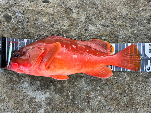 アカハタの釣果