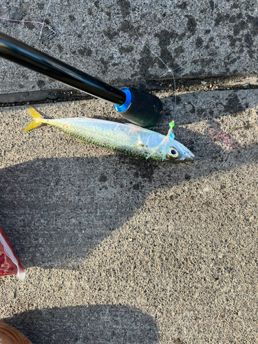 マサバの釣果