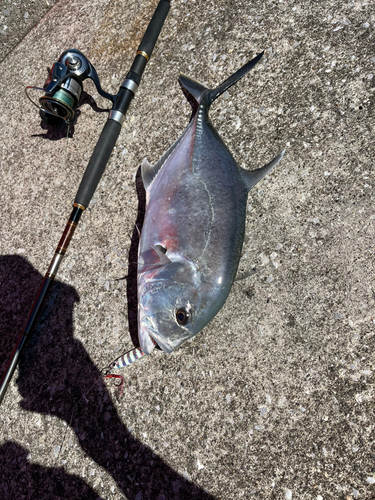 メッキの釣果