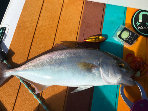 ショゴの釣果