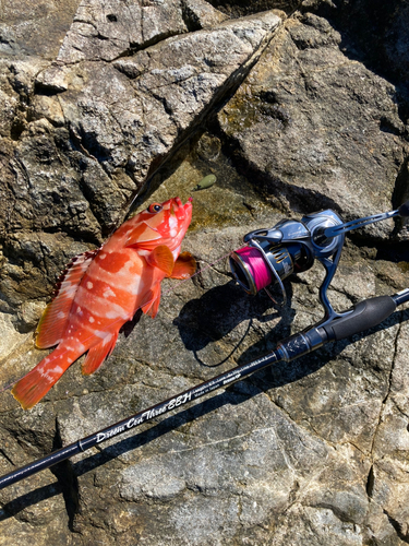 アカハタの釣果