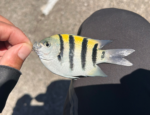 オヤビッチャの釣果