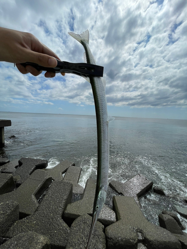 ダツの釣果