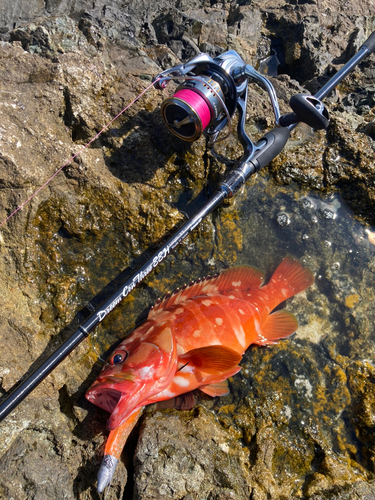 アカハタの釣果