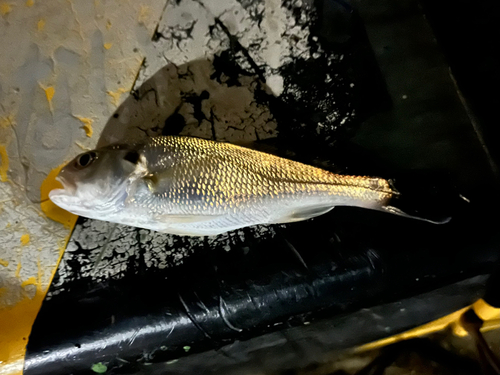 イシモチの釣果