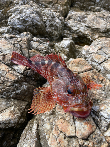 カサゴの釣果