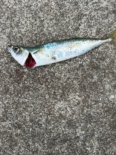 サバの釣果