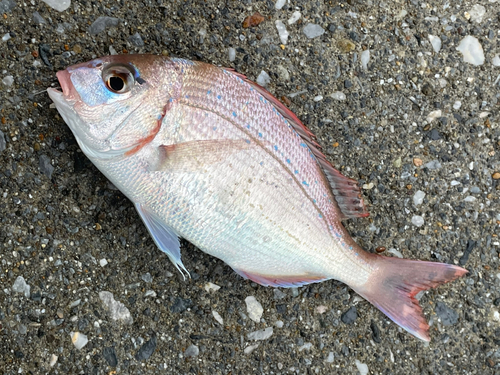 タイの釣果