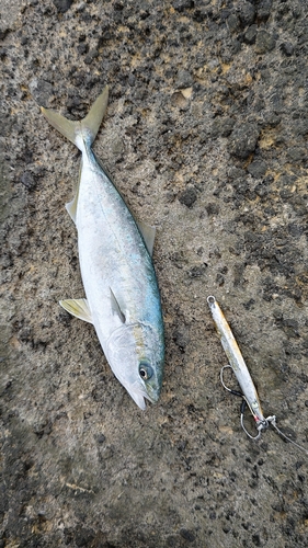 ツバスの釣果