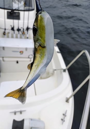 クロサバフグの釣果