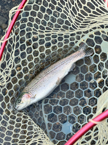 ニジマスの釣果