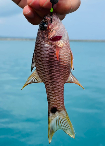 ネンブツダイの釣果