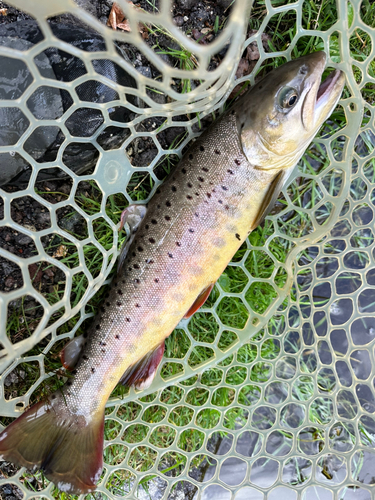 ブラウントラウトの釣果