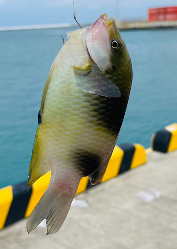 スズメダイの釣果