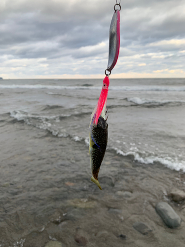 フグの釣果