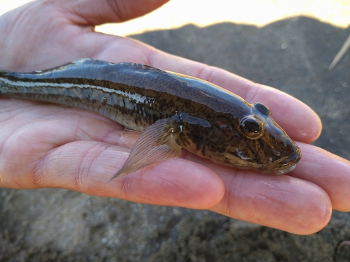 ハゼの釣果