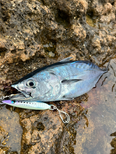 スマガツオの釣果