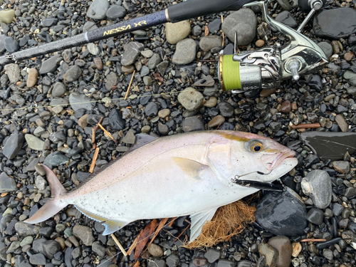 ショゴの釣果