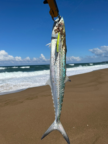 サゴシの釣果