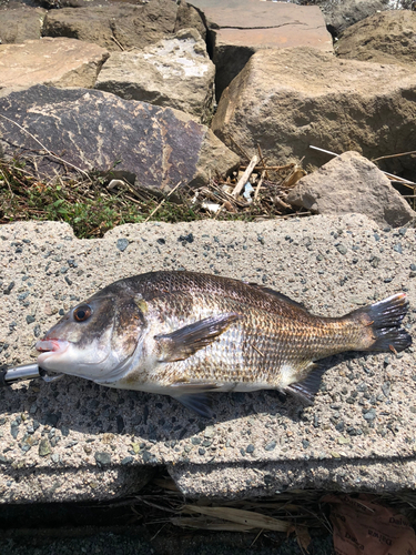 チヌの釣果