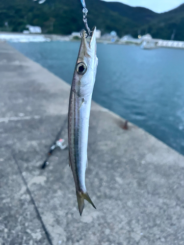 カマスの釣果