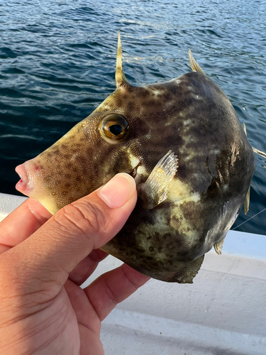 カワハギの釣果