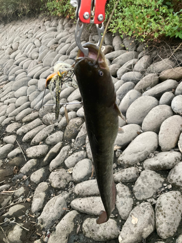 ナマズの釣果